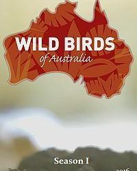 Дикие птицы Австралии (2016) смотреть онлайн